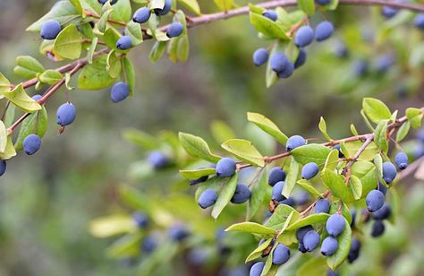 Growing Huckleberries, Huckleberry Bush, Huckleberry Plant, Planting Fruit, Huckleberry Pie, Butterflies Tattoo, Growing Fruit Trees, Starting Seeds Indoors, Blueberry Bushes