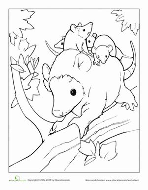 These adorable opossums need some colors! Get together with your little one and color this mother opposum as she gives her babies a ride through the treetops. Opossum Craft, Desert Crafts, Kangaroo Rat, Avengers Coloring Pages, Avengers Coloring, Library Themes, Bird Coloring Pages, Nocturnal Animals, Fall Coloring Pages