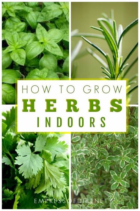 Grow Herbs Indoors, How To Grow Herbs, Best Herbs To Grow, Growing Food Indoors, Growing Herbs Indoors, Indoor Vegetables, Grow Herbs, Types Of Herbs, Vertical Herb Garden