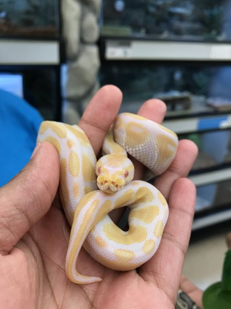 my albino ball python. he wasnt eating at first but of course now he has a healthy appetite😂 he'll be 4 in august🤠 Albino Ball Python, Ball Python Pet, Australian Shepherd Husky, Rare Albino Animals, Baby Snakes, Pretty Snakes, Albino Animals, Snake Lovers, Cute Reptiles