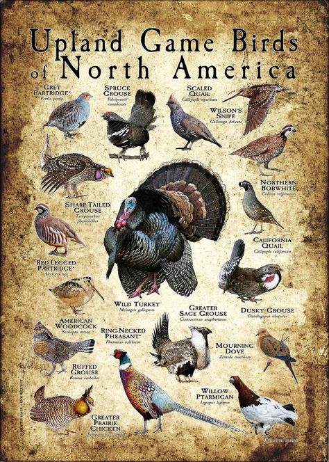 Upland Game Birds of North America Poster Print - inkart Brazil Animals, Hunting Photos, Willow Ptarmigan, North American Birds, America Poster, Birds Feathers, Birds Photography Nature, American Birds, Birds Of North America