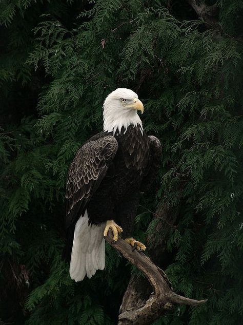 Dover Publications Coloring, Dark Souls Wallpaper, Bold Eagle, Haliaeetus Leucocephalus, Eagle Artwork, Eagle Wall Art, Wild Animal Wallpaper, Yin Yang Art, Eagle Wallpaper