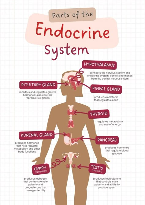 Endocrine System Drawing, Endocrine System Notes, Medical Terminology Study, Nursing Study Tips, The Endocrine System, Nursing School Essential, Nursing School Motivation, Medical School Life, Nurse Study Notes