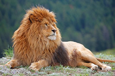 Lion Samurai, Lion Reference, Lion Profile, Barbary Lion, Dog Portraits Art, Wild Lion, Lion Photography, Lions Photos, Wildlife Artwork