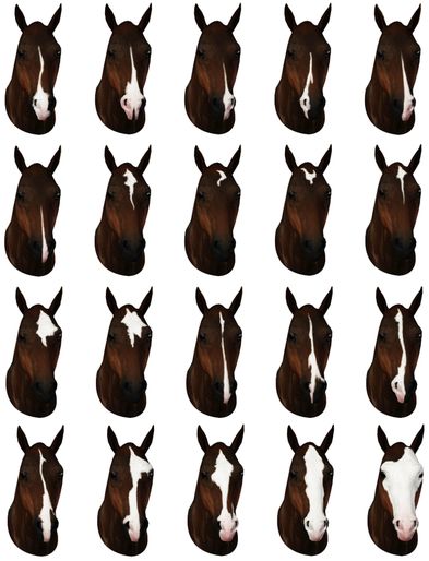 20 face markings - by Raymond Equestrian Centre Horse Color Chart, Face Markings, Facial Markings, Sims Pets, Diy Horse Barn, Horse Markings, Horse Coat Colors, Horse Facts, Horse Anatomy