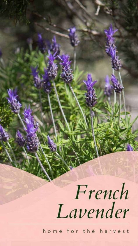 French Lavender Garden, Harvest Lavender How To, Spanish Lavender Plant Care, French Lavender Plant, Lavender Plant Care, Small Flowering Plants, Lavender Uses, Spanish Lavender, Lavender Field France