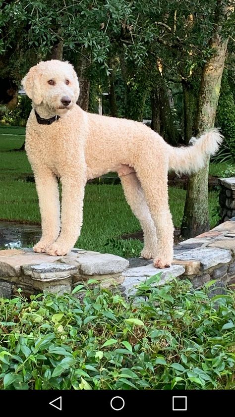 Double Doodle Dog, Double Doodles, Doodle Cuts, Goldendoodle Grooming, Double Doodle, Dogs Home, Poodle Haircut, Doodle Dogs, Puppy Grooming