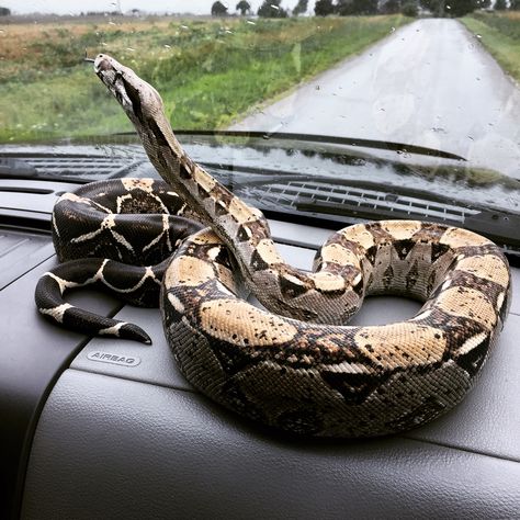 Diesel, the Red-tailed boa. Pet Boa Constrictor, Red Tailed Boa, Red Tail Boa, Pet Snakes, Snake Photos, Cool Snakes, Pretty Snakes, Colorful Snakes, Reptile Room