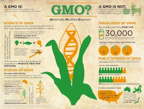 Genetically Modified Organisms (GMO) is a laboratory process in which it takes the genes from one species of organism and put the genes into another organism. GMOs work on plants and animals. Some common GMOs are soy, corn, milk, sugar, cotton, etc. Food Justice, Health Wealth And Happiness, Genetically Modified Food, Gmo Foods, Creation Myth, Protect Our Planet, Organic Vegetable Garden, Genetic Engineering, Grass Roots