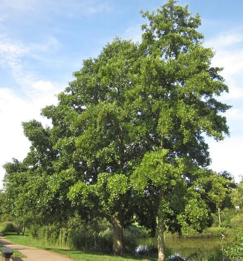 Creative Gardens, Conifer Cone, Alder Tree, Western Asia, Old Trees, River Bank, Urban Area, North Africa, The Common