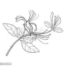 Honeysuckle Tattoo Simple, Witch Plants, Honeysuckle Tattoo, Moms Tattoo, Honeysuckle Plant, Japanese Honeysuckle, Zodiac Illustration, Floral Reference, Tattoo Pierna