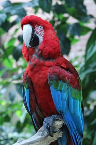 The National Aviary - Green-winged Macaw (Ara chloroptera) Bird Photos Photography, Wild Birds Photography, Regard Animal, Birds Photography Nature, Parrots Art, Colorful Parrots, Most Beautiful Birds, Bird Supplies, Beautiful Bird