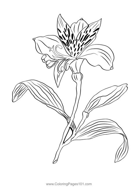 Alstroemeria Flower Tattoo, Peruvian Lilies, Tattoo New, Golden Flower, Mimosa, Flower Drawing, Tattoo Art, Flower Tattoo, Tatting