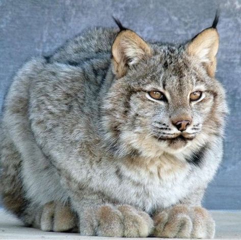 The Canadian lynx is a true miracle of nature. Judge for yourself: this animal is twice as miniature as an ordinary lynx, while it has a huge amount of soft fluffy fur in which you want to drown. But the most remarkable feature of the Canadian lynx is its disproportionately massive and wide paws, which are so convenient to walk on deep snow. Well, just a winter fairy tale, not a pet! Canada Lynx, Animal Sketches, Cat Aesthetic, Wildlife Animals, Lynx, Animal Photo, Beautiful Cats, 귀여운 동물, Big Cats