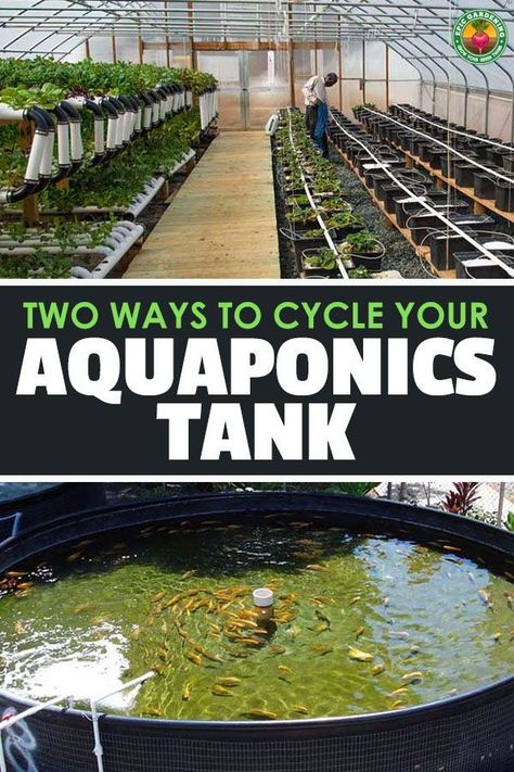 Aquaponics Greenhouse, Backyard Aquaponics, Aquaponics Plants, Aquaponics Fish, Aquaponics Diy, Aquaponic Gardening, Aquaponics System, Fish Farming, Backyard Farming