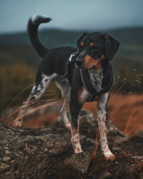 Rare Dog Breeds Unique, Cute Mutt Dogs, Mutt Dog Aesthetic, Dynamic Dog Poses, Dogs In Nature, Miki Dog, American Indian Dog, Dog Reference, Country Dog