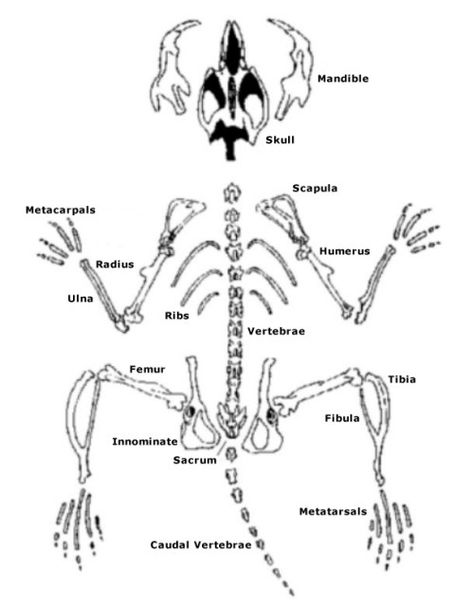 Owl Pellet Dissection Bone Chart Owl Study, Owl Pellet, Owl Food, Owl Pellets, Food Webs, Fourth Grade Science, Cc Cycle 1, Land Animals, 6th Grade Science