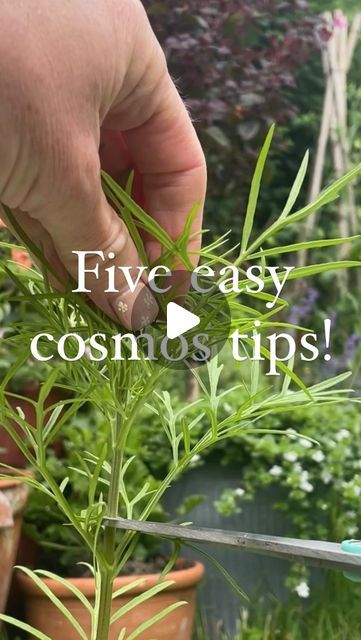 Ria - Cottage garden and flower growing on Instagram: "Five easy cosmos tips for right now 🌱🙌🏻  🌸 if you want to avoid tall cosmos ‘trees’, you need to pinch out the top part of the plant. It’s not too late to do this, you can even do this after you’ve planted out. Just make sure your plant has 2 or 3 sets of true leaves. And you only need to do this once. If you haven’t planted out yet, you can let it form buds in its pot, which can also help.  🌸 you can definitely plant cosmos in containers. I try and get a big pot and space about 20cm apart. It’s also a good idea to get in some support to avoid plants flopping over - I’m using some foraged twigs here. You could also try dwarf varieties that don’t get too big, like ‘Sonata Pink’.  🌸there’s still time to direct sow cosmos seeds. The Cosmos In Containers, Cosmos In Pots, Cosmos Plant, Flower Growing, Plant Bud, Cosmos Flowers, Slug, Growing Flowers, Cottage Garden