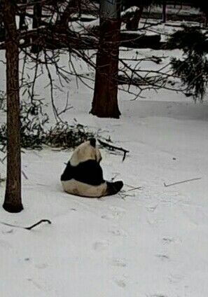 Panda In Snow, Panda Sitting, Panda Love, Baby Bear, Panda Bear, Cute Cats, Bears, Kitty, Animals