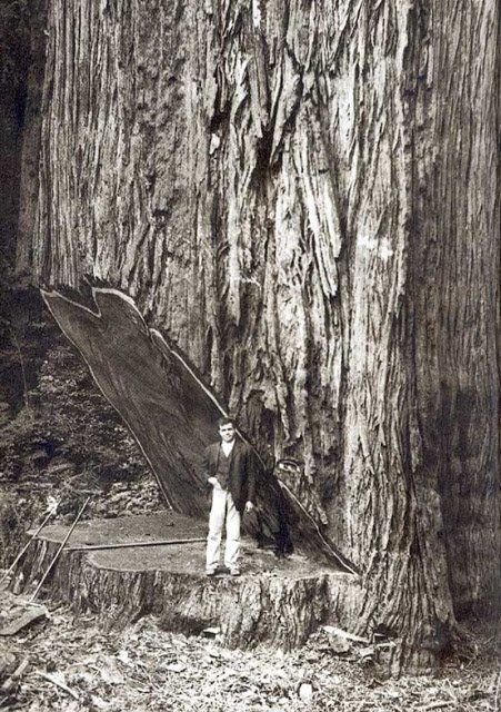 Giant Sequoia Trees, Coastal Redwood, Sequoia Tree, Giant Tree, Large Tree, Old Trees, Ancient Tree, Unique Trees, Peregrine