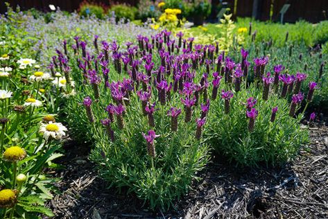 Primavera Spanish Lavender Handles Heat and Drought. A fine lavender for the South! Spanish Lavender Plant, Part Sun Flowers, Lavender Growing, Lavender Plant Care, Growing In Pots, Spanish Lavender, Front Yard Plants, Lavender Plants, Knockout Roses