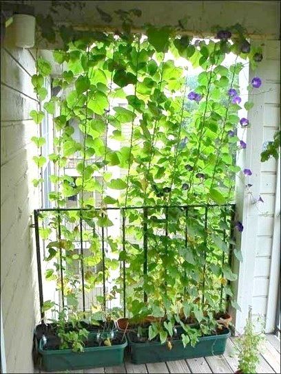 13 Attractive Ways To Add Privacy To Your Yard & Deck (With Pictures) Apartment Patio Gardens, Balcony Curtains, Privacy Ideas, Balcony Privacy Screen, Garden Privacy Screen, Apartment Balcony Garden, Balcony Privacy, Screen Plants, Small Balcony Garden