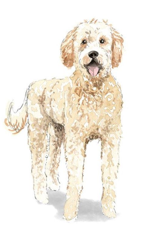 Golden Doodle Drawing, Golden Doodle Wallpaper, Golden Doodle Art, Golden Doodle Painting, Golden Doodle Watercolor, Golden Doodle Illustration, Golden Doodle Painting Easy, Golden Doodle Cartoon Drawing, Watercolor Goldendoodle