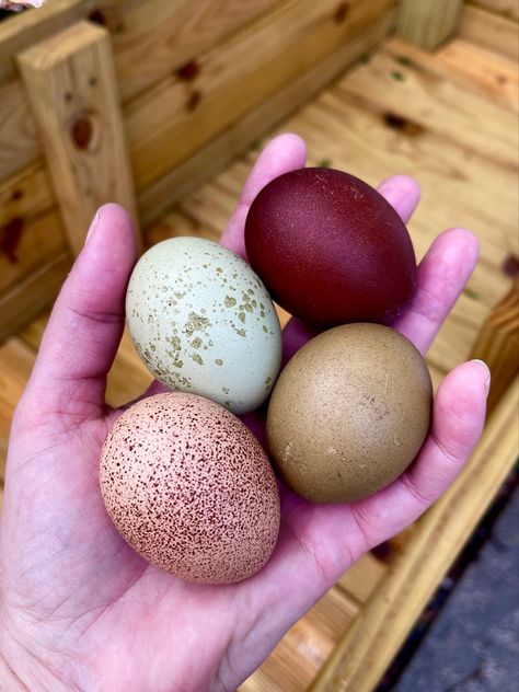 Rainbow Eggs, colorful eggs, chickens, backyard chickens, farm, poultry, chicks, Marans, Olive Eggers, Cream Legbars Wyandotte Chicken Eggs, Backyard Chickens Diy, Chicken Egg Colors, Rainbow Chicken, Wyandotte Chicken, Chicken Coop Garden, Bird Breeds, Eggs For Sale, Backyard Chicken Coop Plans