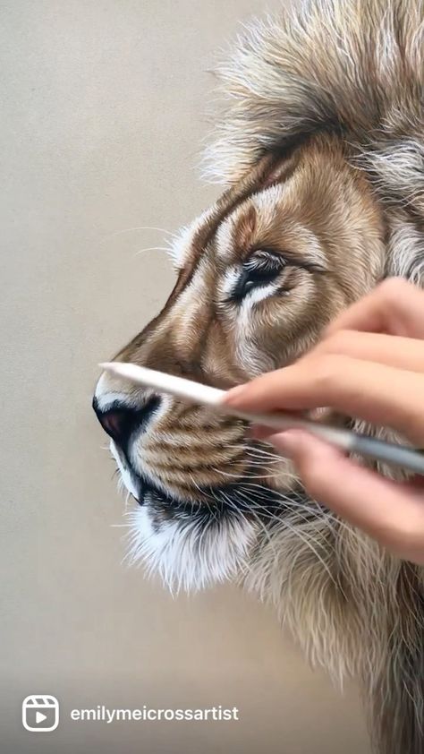 Emily Mei, Colored Pencil Drawing Tutorial, Realistic Animal Drawings, Lion Portrait, Largest Lion, Lion Artwork, Lion Drawing, Pencil Drawing Tutorials, Animal Portraits