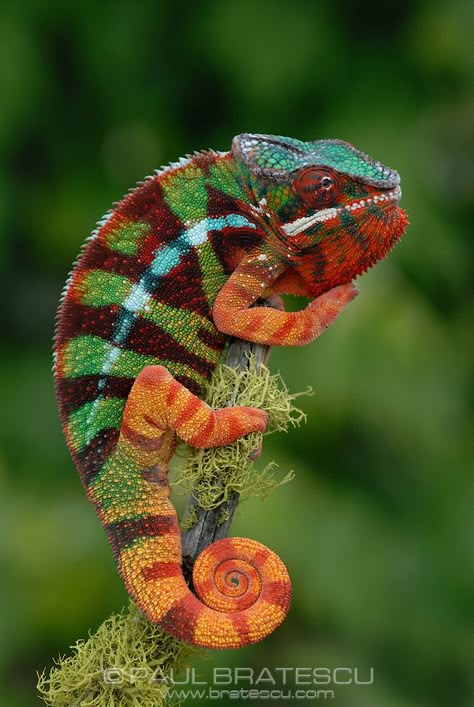 Chameleon Photography, Reptiles Photography, Panther Chameleon, Cute Reptiles, Chameleons, Unusual Animals, Colorful Animals, Reptiles And Amphibians, Lizards