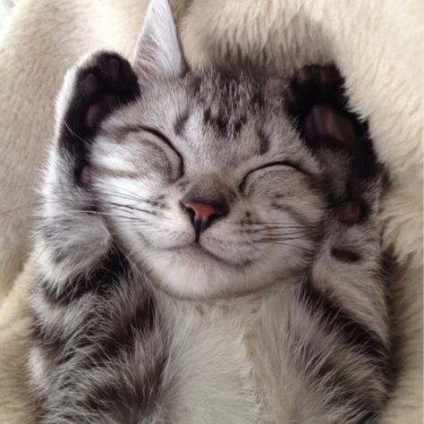 Top 14 des chats qui sourient à la vie, le top qui fait du bien Smiling Cat, Kitten Love, Cat Icon, Cute Kittens, Silly Cats, Cats Meow, Beautiful Cats, Cat Love