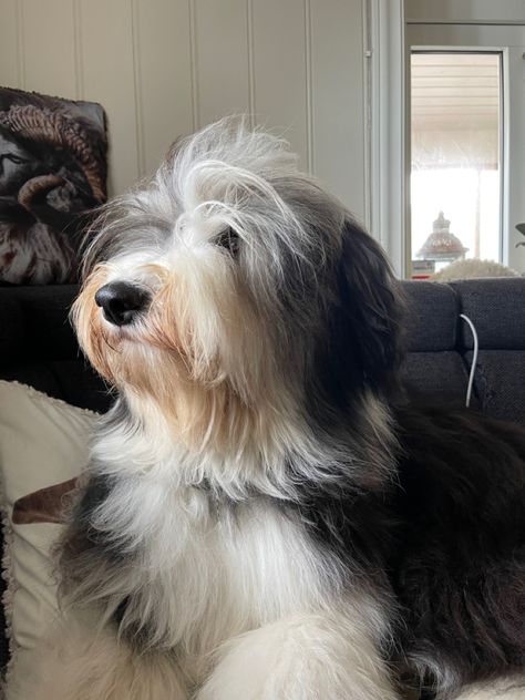 Bearded Collie, Puppies And Kitties, English Sheepdog, Old English Sheepdog, Collie Dog, Dog Houses, Animals Of The World, Old English, Dog Photos