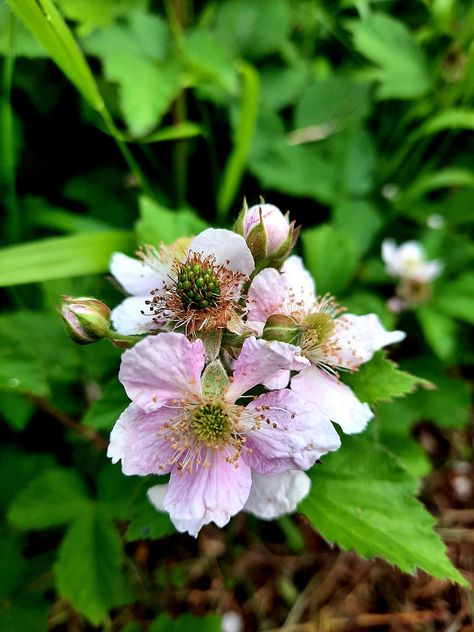 Flowering Blackberry, Drawtober 2024, Blackberry Flower, Flowers Reference, Blackberry Bramble, Autumn Fruits, Bee Bag, Botanical Inspiration, Plant Diy