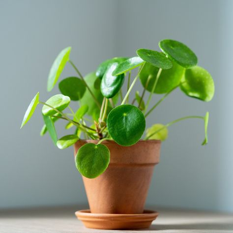 Those traveling Life Path Number 8 are hard-working and ambitious and usually achieve material success. Money is often on their minds, so what better houseplant than the Chinese money plant. Its round leaves look like coins and the plant is also reputed to bring financial luck into a home. Feng Shui Plants, Pilea Peperomioides, Chinese Money Plant, Money Plant, Starter Plants, Rare Succulents, Low Maintenance Plants, Mother Plant, Seed Pods