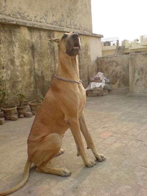 27 Cute Pictures of Fawn Great Danes – Page 2 – The Paws White Doberman Pinscher, Blue Merle Great Dane, Worlds Largest Dog, Merle Great Danes, Pet Anime, Doberman Pinscher Puppy, Dane Puppies, Tallest Dog, Doberman Puppy