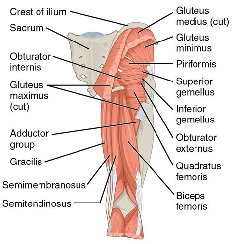 Quadriceps Femoris, Skeletal Anatomy, Head Muscles, Pelvic Girdle, Hamstring Muscles, Physical Examination, Anatomy Lessons, Gluteal Muscles, Strength Exercises