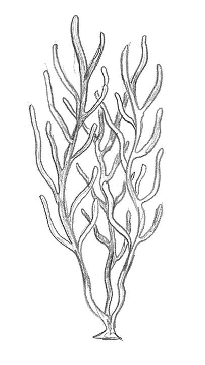 Underwater Sea Drawing, Sea Life Doodles, Drawing Underwater, Under The Sea Drawings, Coral Reef Drawing, Reef Painting, Sea Life Tattoos, Coral Drawing, Underwater Drawing