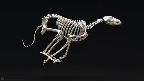 Greyhound Skeleton, Jess O'Neill on ArtStation at https://www.artstation.com/artwork/20Qag Dog Skull, Dinosaur Tattoos, Skeleton Drawings, Dog Anatomy, Running Dog, Dog Skeleton, Animal Skeletons, Greyhound Art, Animal Anatomy