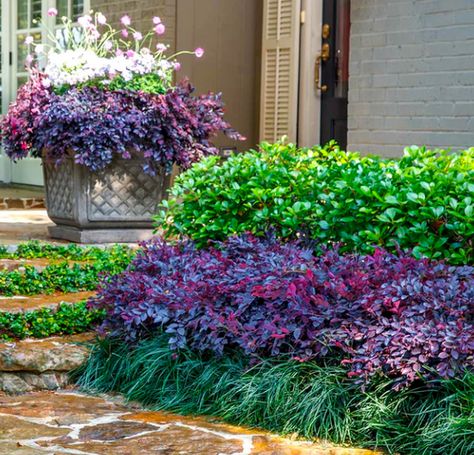 Spring Blooming Trees, Shrubs For Landscaping, Front Yard Plants, Stone Steps, Room Cozy, Front Landscaping, Planting Shrubs, Fast Growing Trees, Decor Flowers