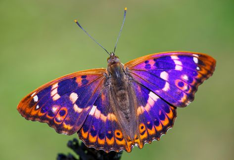 Lesser Purple Emperor: Apatura ilia Purple Emperor Butterfly, Emperor Butterfly, Purple Emperor, Nature Macro, Beautiful Butterfly Pictures, Natural Beauty Makeup, Beautiful Butterfly Photography, Butterfly Species, Flying Flowers