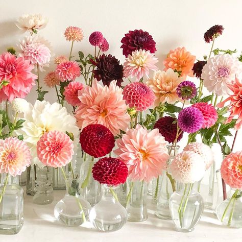 Plain Bracelet, Dahlias Wedding, Tiny Fish, Beautiful Flower Arrangements, Dahlia Flower, Topaz Earrings, Table Flowers, Wedding Shower, Spring Wedding