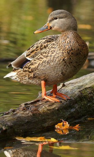 Duck In Water, Aquatic Birds, Duck Pictures, Duck Photo, Mallard Ducks, Coastal Birds, Bird Identification, Ducks And Geese, Duck Bird