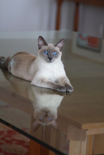 Siamese Cats Blue Point, Blue Point Siamese, Cats Siamese, Tonkinese Cat, Siamese Kittens, Blue Point, Adorable Kittens, Cat Photos, Here Kitty Kitty