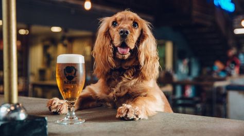 From giving staff a week's paid leave to look after their new dog, to the firm that pays towards its employees' weddings. Dog Beer, Ipa Beer, Beer Company, Brewing Equipment, Dog Travel, Dog Show, Dog Trainer, Dog Paws, Ipa