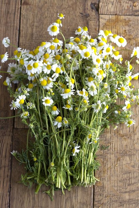 Fresh Chamomile and Orange Tea Chamomile Tea Recipe, Orange Tea, Chamomile Tea, Tea Garden, Chamomile Flowers, Healing Herbs, Edible Flowers, Herb Garden, Pretty Flowers