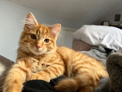 Cat Cute Aesthetic, Therapy Cat, Ginger Kitten, Orange Kittens, Cat Pfp, Dream's Cat, Cute Little Kittens, Ginger Cat, Orange Tabby Cats