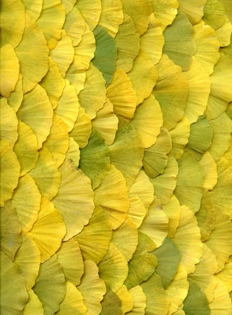 Texture Inspiration, Colorful Roses, Ginkgo Biloba, Yellow Aesthetic, Leaf Art, Land Art, Mellow Yellow, Patterns In Nature, Shades Of Yellow