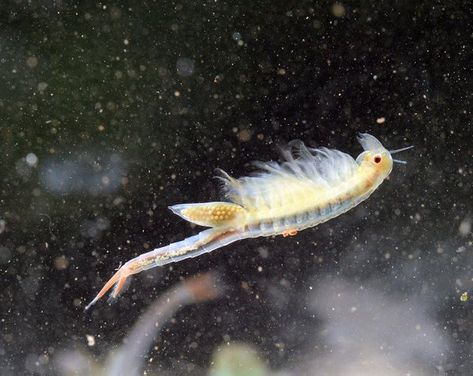 Female Fairy Shrimp Fairy Shrimp, Climate Art, North American Beaver, River Otters, Sea Monkeys, Balloons Photography, Living Fossil, Dreamy Ocean, Strange Animals