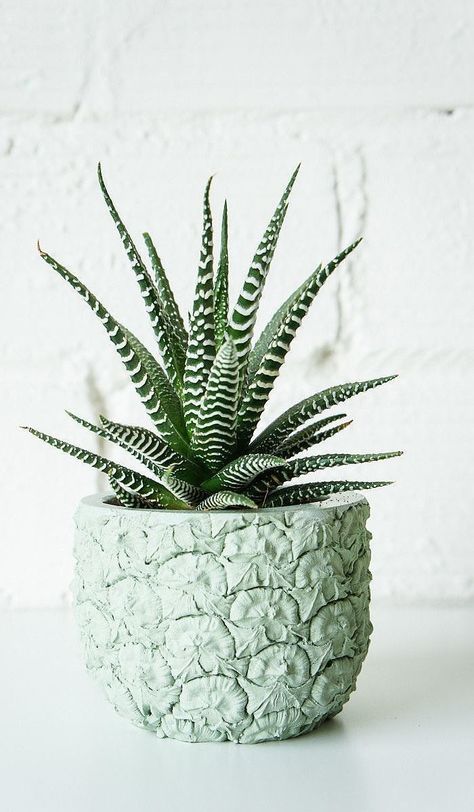 Hurrah — a planter for the pineapple obsessed ($50)! It makes even the simplest plants look like works of art. Plus, how cool is the mint shade? — AE Earth Warrior, Kaktus Dan Sukulen, Small Indoor Plants, Euphorbia Milii, Zebra Plant, نباتات منزلية, Plants Are Friends, Free Plants, Cactus Y Suculentas