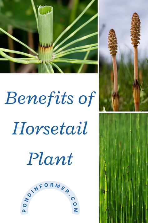 Learn about surprising facts and benefits of horsetail plants in this Pond Informer guide.  #pondinformer #horsetail #benefits #facts Horsetail Benefits, Benefits Of Horsetail, Horsetail Plant, Nutrient Cycle, Common Garden Plants, Food Foraging, Wild Food Foraging, Natural Fence, Root Structure